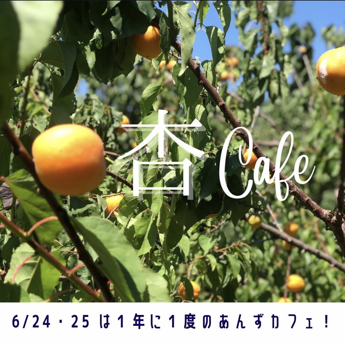 2023_0624-0625_杏cafe