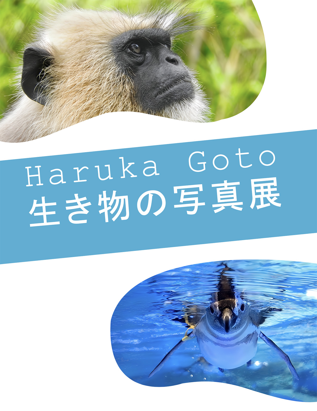 生き物の写真展　- 生き物の魅力を伝えたい Haruka Goto –