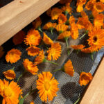 2024_0813_picnic_image POTTING SHED KARUIZAWA