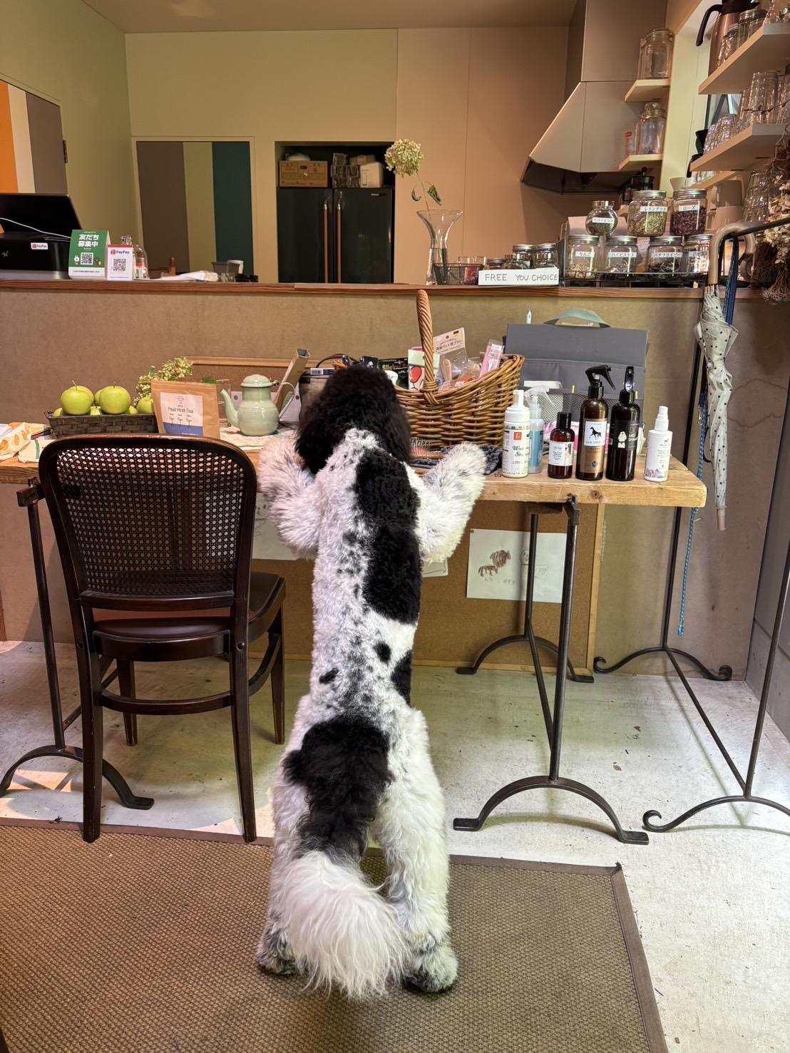 2025summer_groomingwithDOG