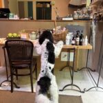 pottingshed_withDOG_summer2025 軽井沢BIRDIE特別企画家族わんちゃんみんなで楽しむ夏休み2025